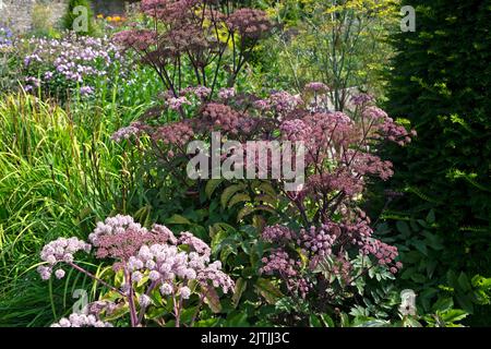 Sambucus con fiori rosa porpora umbellifer fiorire a Aberglasney Gardens in estate 2022 agosto Llangathen Carmarthenshire Wales UK KATHY DEWITT Foto Stock