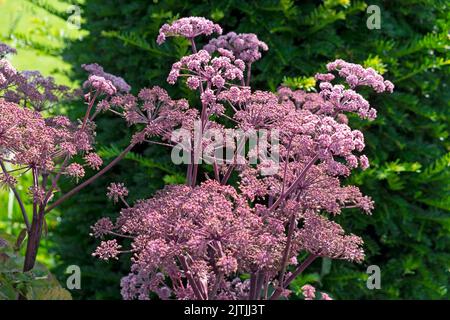 Sambucus con fiori rosa porpora umbellifer fiorire a Aberglasney Gardens in estate 2022 agosto Llangathen Carmarthenshire Wales UK KATHY DEWITT Foto Stock