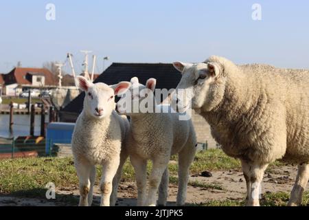 Primo piano di una pecora di Texel bianca con due agnelli in campagna sotto il cielo blu Foto Stock
