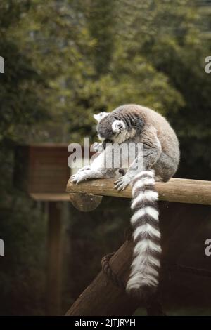 Un colpo verticale del lemure a coda di rondine Foto Stock