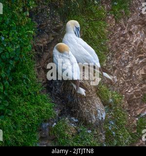 Gannets Settentrionali, Foto Stock