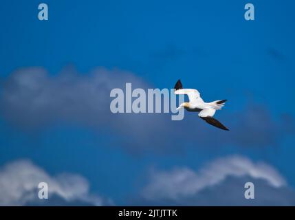 Gannets Settentrionali, Foto Stock