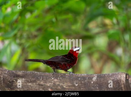 Uccello rosso tropicale, Tanager dal becco d'argento, mangiare cibo da un alimentatore di uccelli naturali a Trinidad e Tobago. Foto Stock