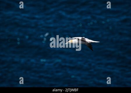 Gannets Settentrionali, Foto Stock