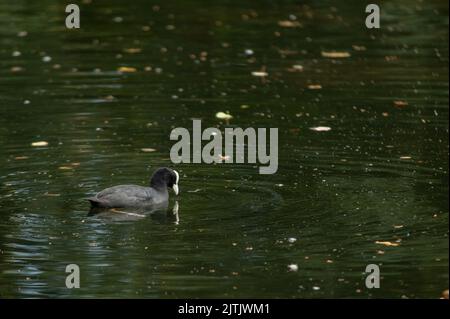 Uccelli a Chiswick House and Gardens, Londra occidentale Foto Stock