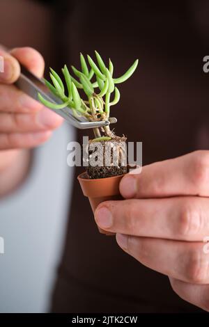 Mani dell'uomo usando le pinzette per repot una pianta succulenta mini. Foto Stock