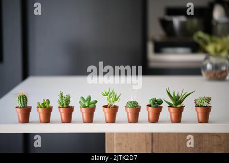 Set di mini cactus e piante succulente in un tavolo. Foto Stock
