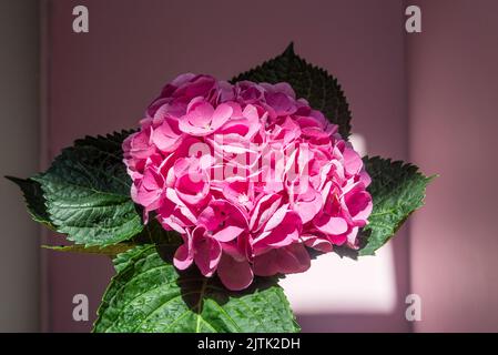 Fiore singolo di ortensia Foto Stock