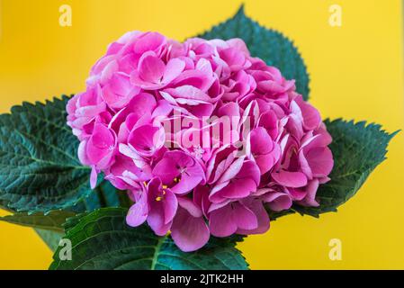 Fiore singolo di ortensia Foto Stock