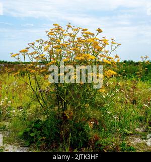 Primo piano di una grande fioritura di finocchi (Foeniculum vulgare) Foto Stock