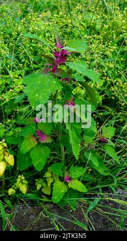 Primo piano degli spinaci dell'albero (Chenopodium giganteum) Foto Stock