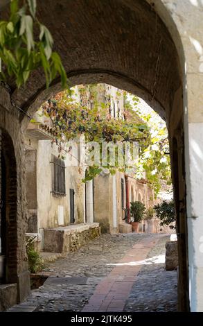 Bella strada e viti a Cagnes sur Mer, Francia Foto Stock