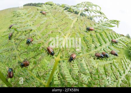 Gli scarabei di Bracken si presentano spesso in grandi quantità, come mostrato qui in questo macro ultra-largo sparato di loro sulla loro pianta ospite. Foto Stock