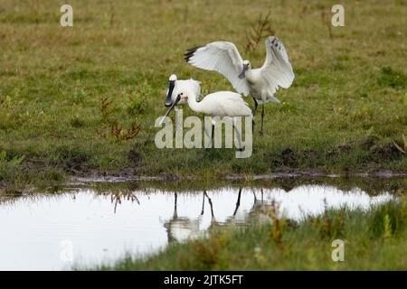 Un gruppo familiare di spatole europee. Foto Stock