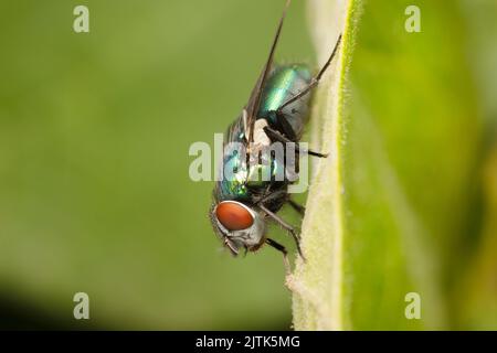 Ritratto di bottiglia verde mosca. Un insetto comune e sotto-apprezzato. Foto Stock