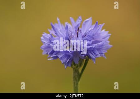 Primo piano sul brillante fiore blu di bottoni di bachelor, fiori di mais, ciano Centaurea su sfondo verde Foto Stock