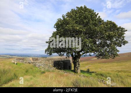 Ruined Top Withins Farm, raggiunta attraverso la Bronte Way, si ritiene che sia il contesto che ha ispirato le "alture di Wuthering" di Emily Bronte, vicino a Haworth, Regno Unito Foto Stock