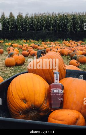 Una bottiglia singola di whisky borbonico dello Stato di Washington in un cerotto di zucca con un labirinto di mais sullo sfondo Foto Stock