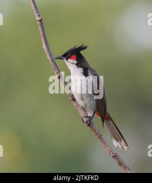 Red Whiskered Bulbul seduto su un posto pulito Foto Stock