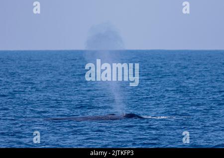 Balena blu che soffia fuori acqua; balena che sputava acqua dal buco di soffio; balena buco di soffio; balena che spruzza acqua; balena blu da Mirissa, Sri Lanka Foto Stock