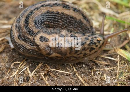 Un primo piano di un leopardo grigio slug arricciato a terra in un giardino Foto Stock