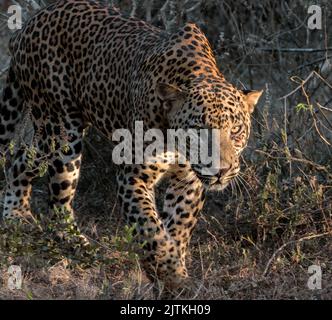 Leopardo; leopardo; sole sul viso leopardo; sole sul leopardo; leopardo al sole; leopardo al sole; spot leopardo; motivo spot leopardo Foto Stock