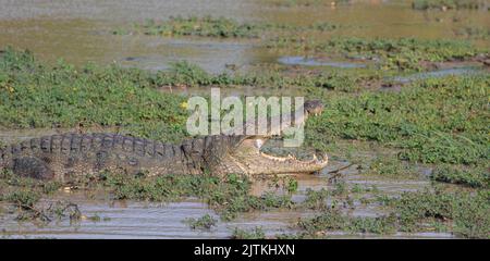 Coccodrillo su una roccia; coccodrillo appoggiato su una roccia; coccodrillo a terra; coccodrillo crogiolarsi al sole; coccodrillo riposante; coccodrillo mugger Foto Stock