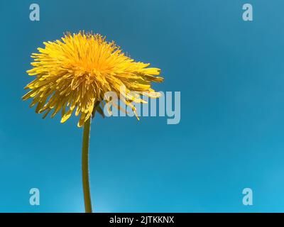 Un dente di leone comune giallo contro un cielo blu Foto Stock