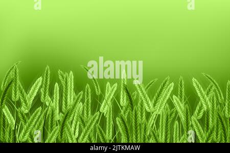 Campo di grano in Sunlight. Sfondo di spikelets di grano con grani, spighe e stalks. Illustrazione realistica di piante di seme, agricoltura biologica farming.Hea Illustrazione Vettoriale