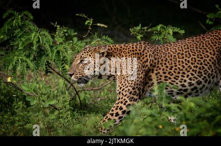 Leopardo; leopardo; sole sul viso leopardo; sole sul leopardo; leopardo al sole; leopardo al sole; spot leopardo; motivo spot leopardo Foto Stock