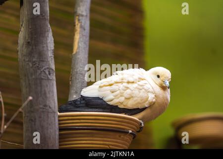 Il piccione a due colori (nome latino Ducula Bicolor) è seduto sul nido. Foto Stock