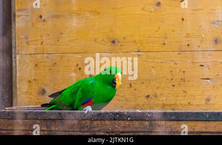 Il pappagallo verde (nome latino Eclectus roratus polychloros) sulla scrivania di legno. Uccelli colorati che vivono in Australia o Papua Nuova Guinea. Foto Stock