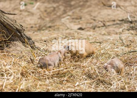 Il cane di Prairie (nome latino Cynomys ludovicianus) sul terreno. Animale roditore proveniente dall'Africa. Foto Stock