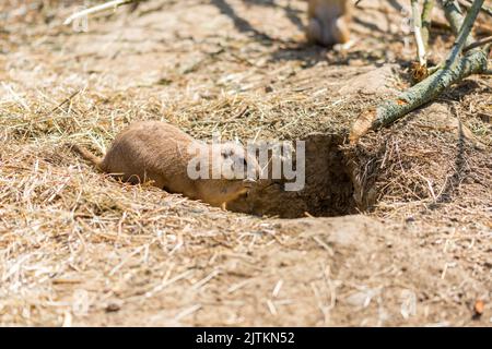 Il cane di Prairie (nome latino Cynomys ludovicianus) sul terreno. Animale roditore proveniente dall'Africa. Foto Stock