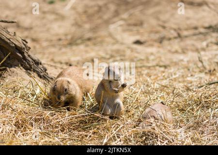 Il cane di Prairie (nome latino Cynomys ludovicianus) sul terreno. Animale roditore proveniente dall'Africa. Foto Stock