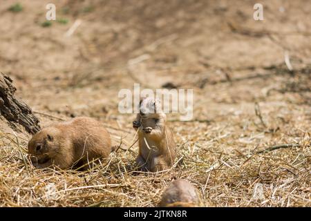 Il cane di Prairie (nome latino Cynomys ludovicianus) sul terreno. Animale roditore proveniente dall'Africa. Foto Stock