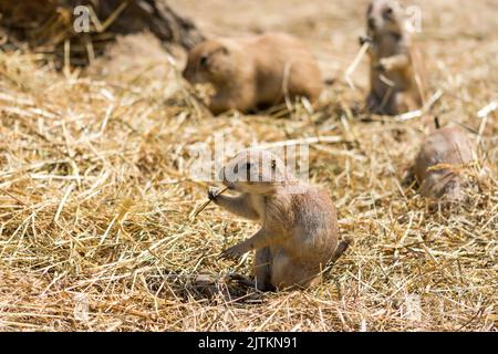 Il cane di Prairie (nome latino Cynomys ludovicianus) sul terreno. Animale roditore proveniente dall'Africa. Foto Stock