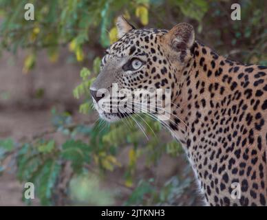 Leopardo; leopardo; sole sul viso leopardo; sole sul leopardo; leopardo al sole; leopardo al sole; spot leopardo; motivo spot leopardo Foto Stock
