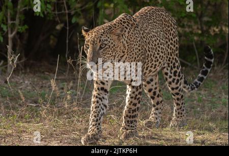 Leopardo; leopardo; sole sul viso leopardo; sole sul leopardo; leopardo al sole; leopardo al sole; spot leopardo; motivo spot leopardo Foto Stock
