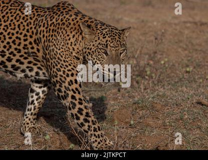 Leopardo; leopardo; sole sul viso leopardo; sole sul leopardo; leopardo al sole; leopardo al sole; spot leopardo; motivo spot leopardo Foto Stock