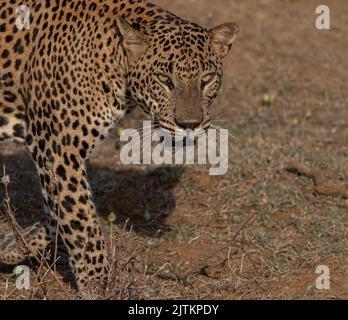 Leopardo; leopardo; sole sul viso leopardo; sole sul leopardo; leopardo al sole; leopardo al sole; spot leopardo; motivo spot leopardo Foto Stock
