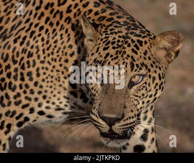 Leopardo; leopardo; sole sul viso leopardo; sole sul leopardo; leopardo al sole; leopardo al sole; spot leopardo; motivo spot leopardo Foto Stock