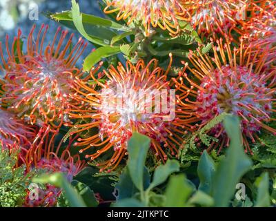 Protea cynaroides 'King Pink', Proteaceae, in rosso, diversi fiori. Il fiore cresce sulle punte del gambo e ha la forma di un carciofo prima dell'apertura Foto Stock