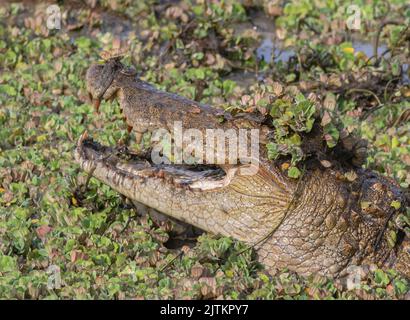 Coccodrillo su una roccia; coccodrillo appoggiato su una roccia; coccodrillo a terra; coccodrillo crogiolarsi al sole; coccodrillo riposante; coccodrillo mugger Foto Stock