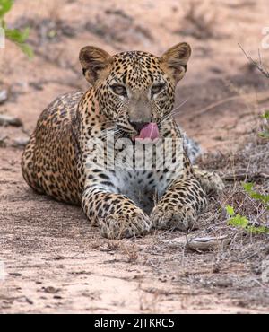 leopardo di sbadiglio; leopardo di sbadiglio; leopardo di bebè di sbadiglio; leopardo di bebè dal parco nazionale di Yala Sri Lanka Foto Stock