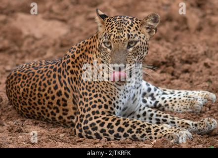 Leopardo; leopardo; sole sul viso leopardo; sole sul leopardo; leopardo al sole; leopardo al sole; spot leopardo; motivo spot leopardo Foto Stock