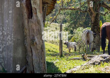 Vista sul sentiero di montagna Bocaina Foto Stock