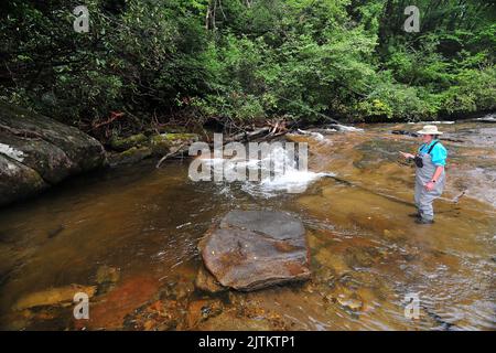 Un pescatore di trote lavora una piscina tranquilla su un fiume tranquillo nelle montagne Appalachiane del North Carolina. Guardare Glass Creek è bello. Foto Stock