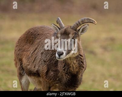 Ritratto di muflon; ritratto di cervo; ritratto di pecora selvatica; pecora; muflon; Ovis aries musimon; mouflon europeo Wildgehege, Moritzburg, Germania Foto Stock