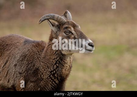 Ritratto di muflon; ritratto di cervo; ritratto di pecora selvatica; pecora; muflon; Ovis aries musimon; mouflon europeo Wildgehege, Moritzburg, Germania Foto Stock